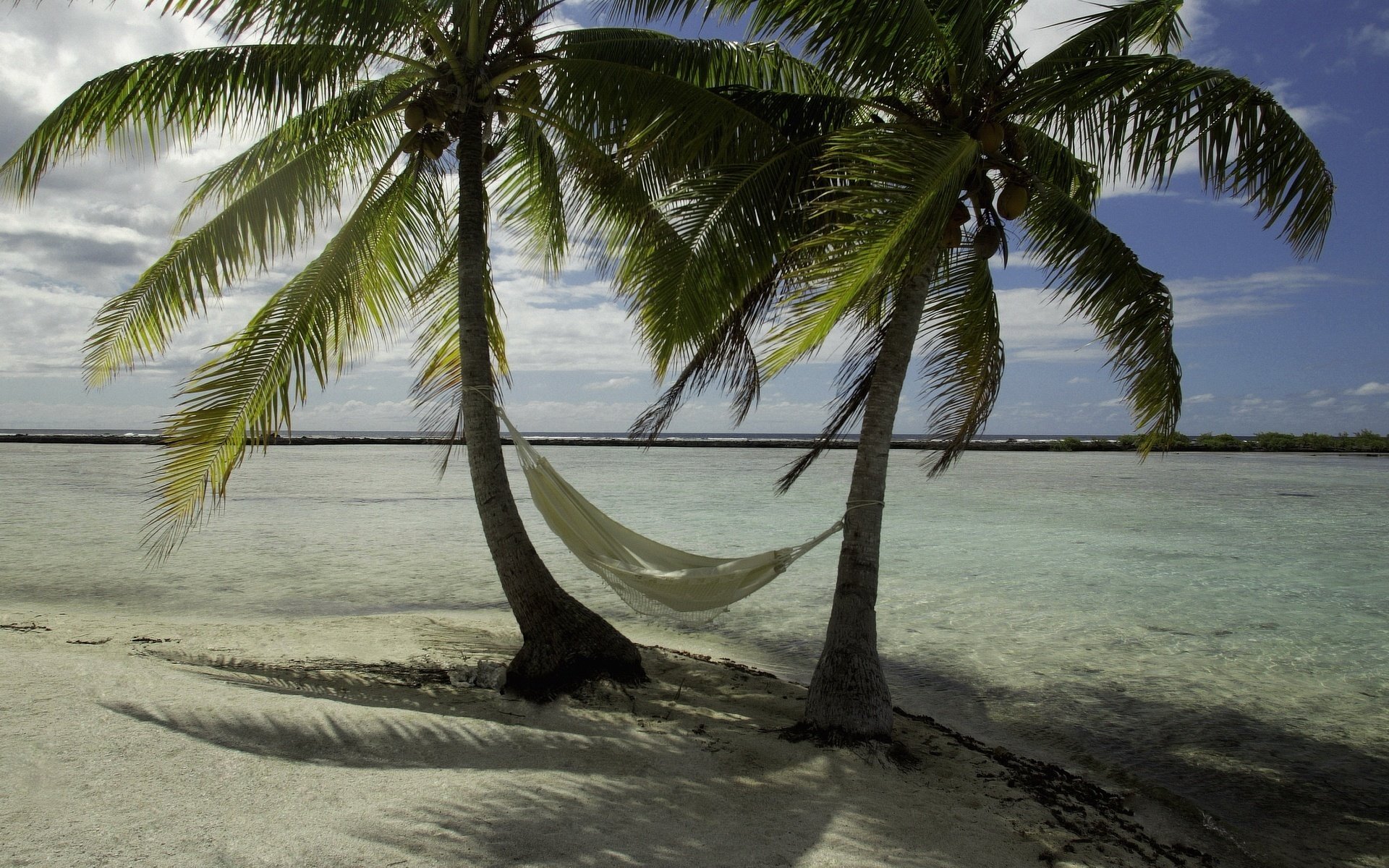 par de palmeras fresco a la sombra sombra brisa del mar playa arena palmeras hamaca vacaciones vacaciones resort horizonte nubes naturaleza paisaje verano calor calor costa