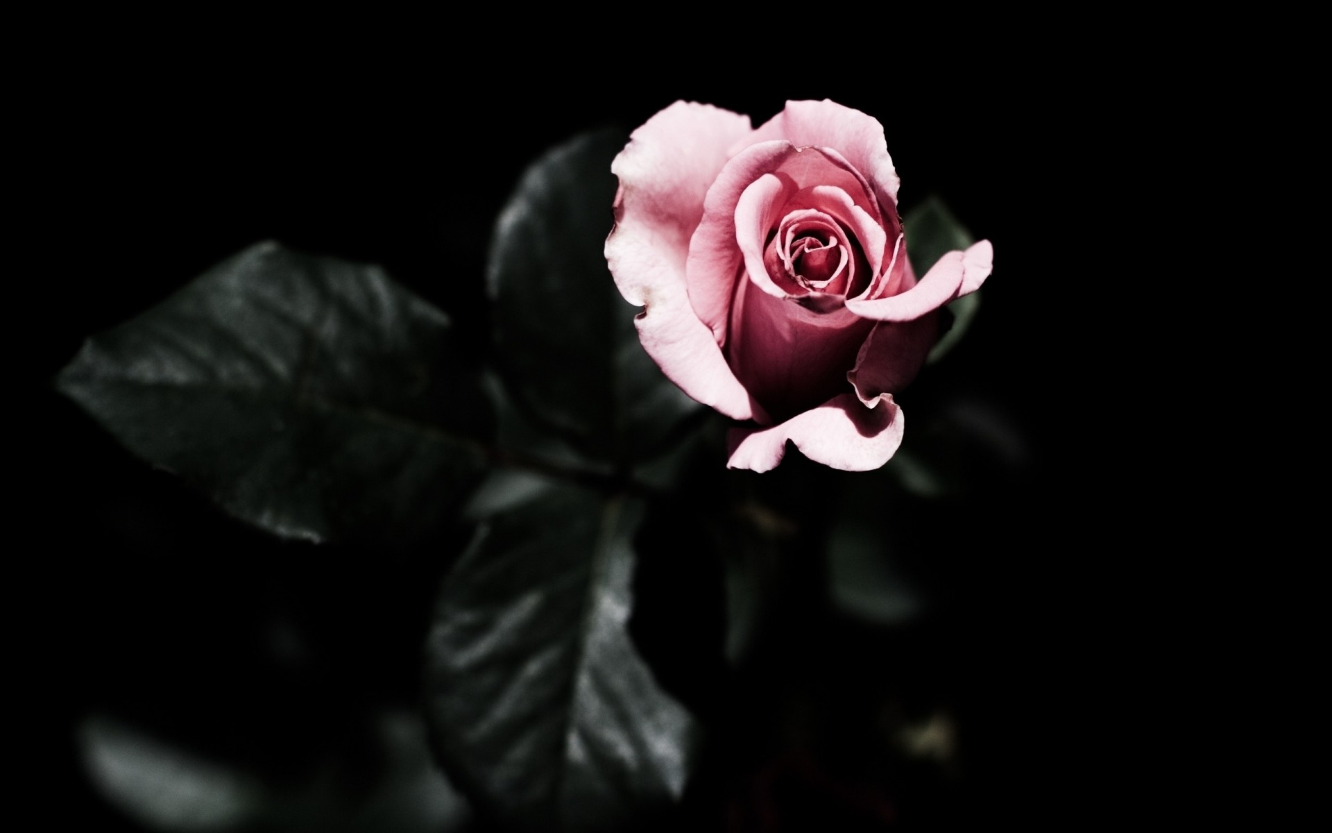 rosa fondo negro