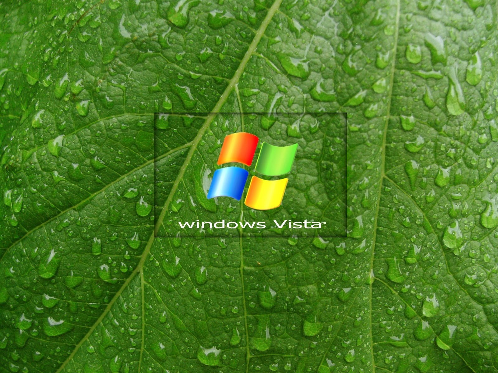 hoja verde windows vista gotas emblemas logotipos