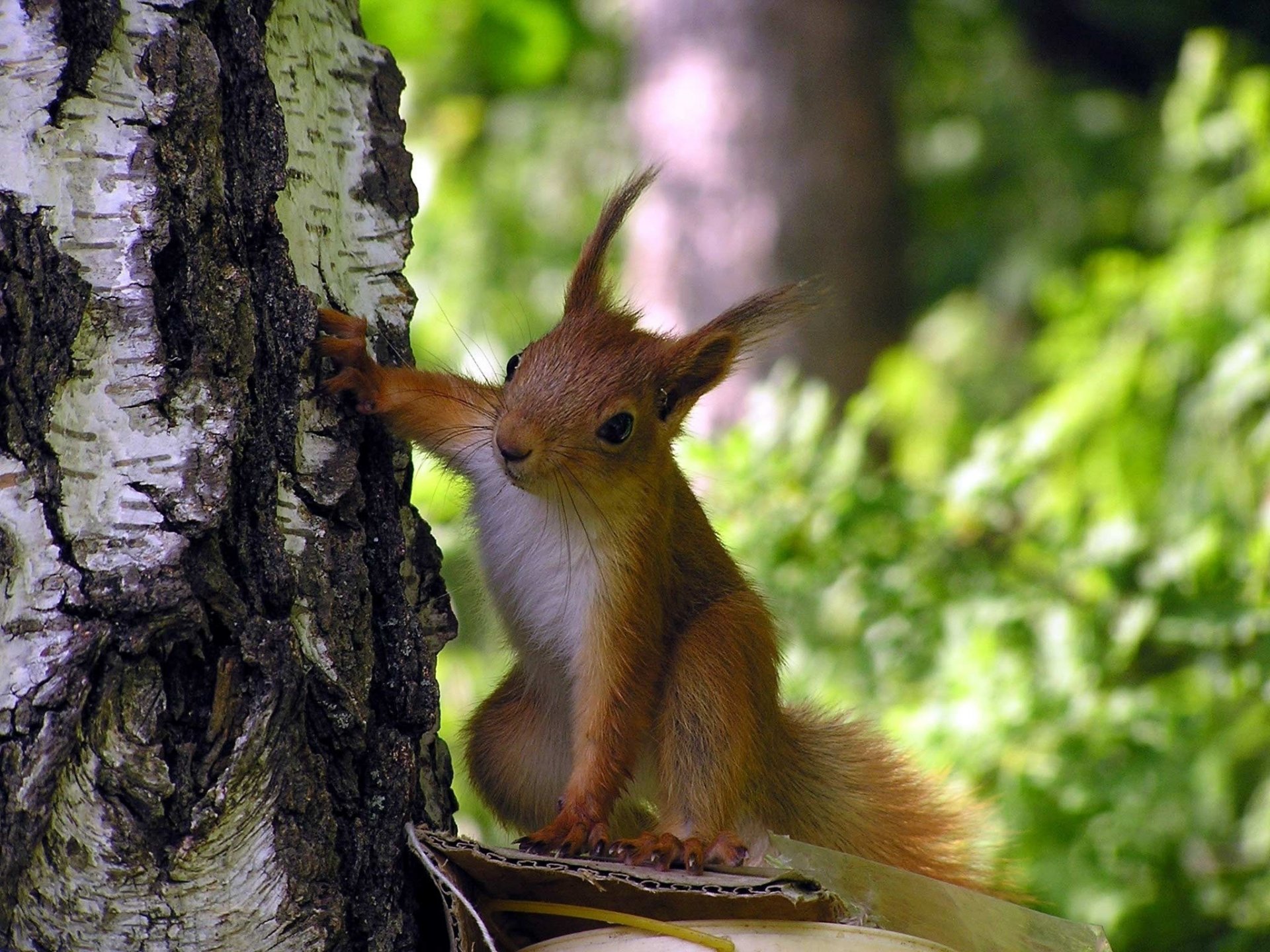 ardilla curiosidad árbol bosque patas orejas corteza vegetación abedul vista
