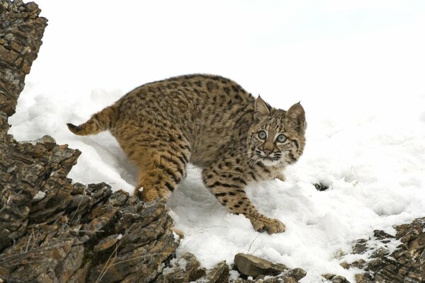 Un lince con una mirada depredadora en la nieve