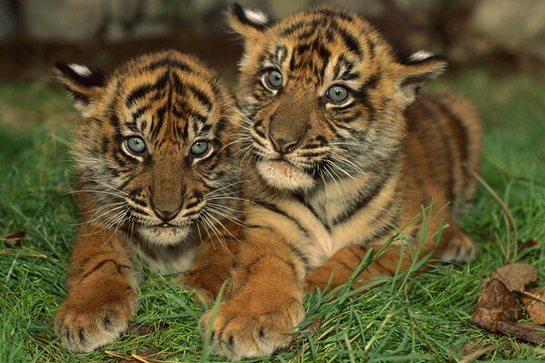 Dos cachorros de tigre como un hongo-openka