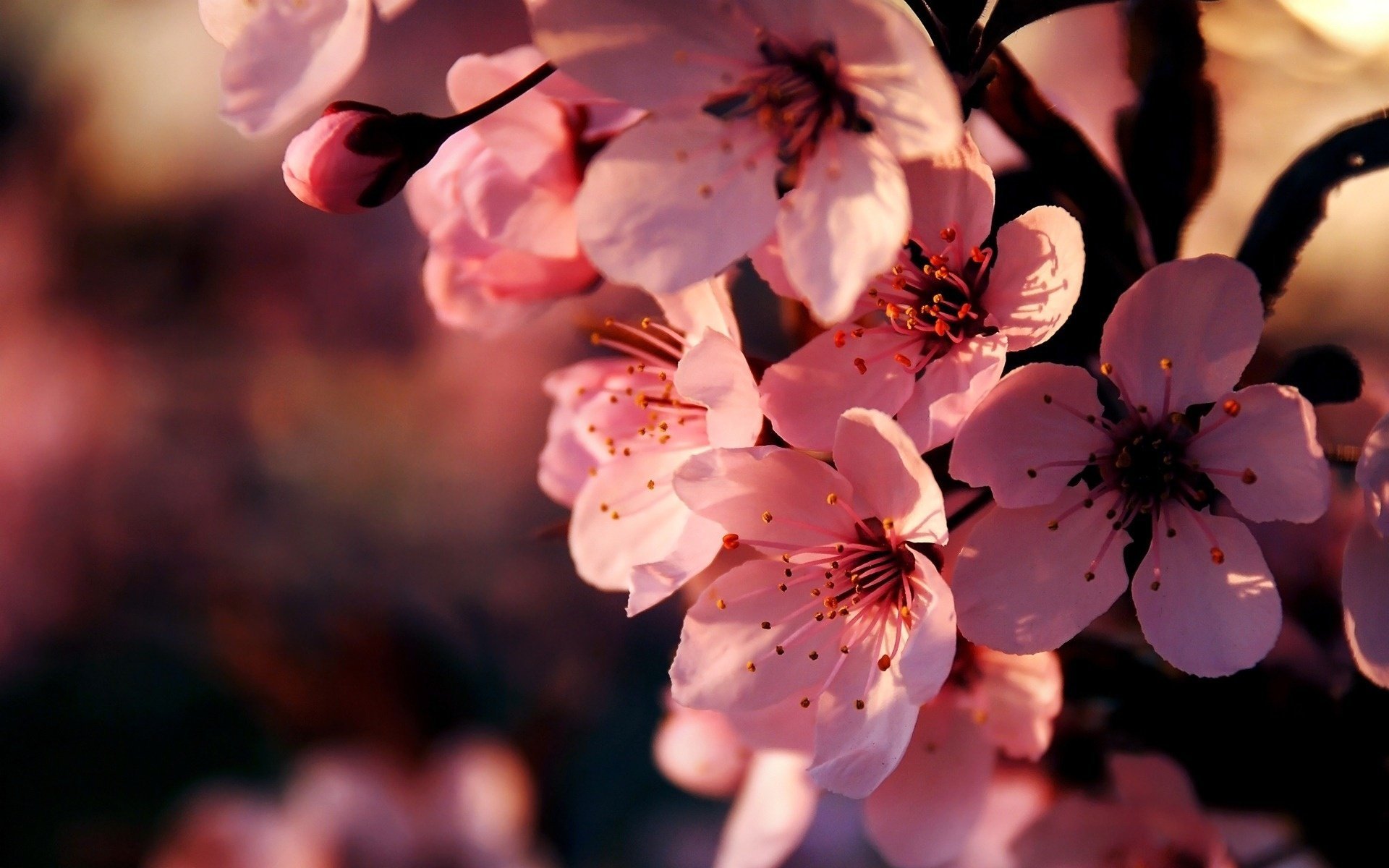 floración flores cereza sakura rama rosa primavera