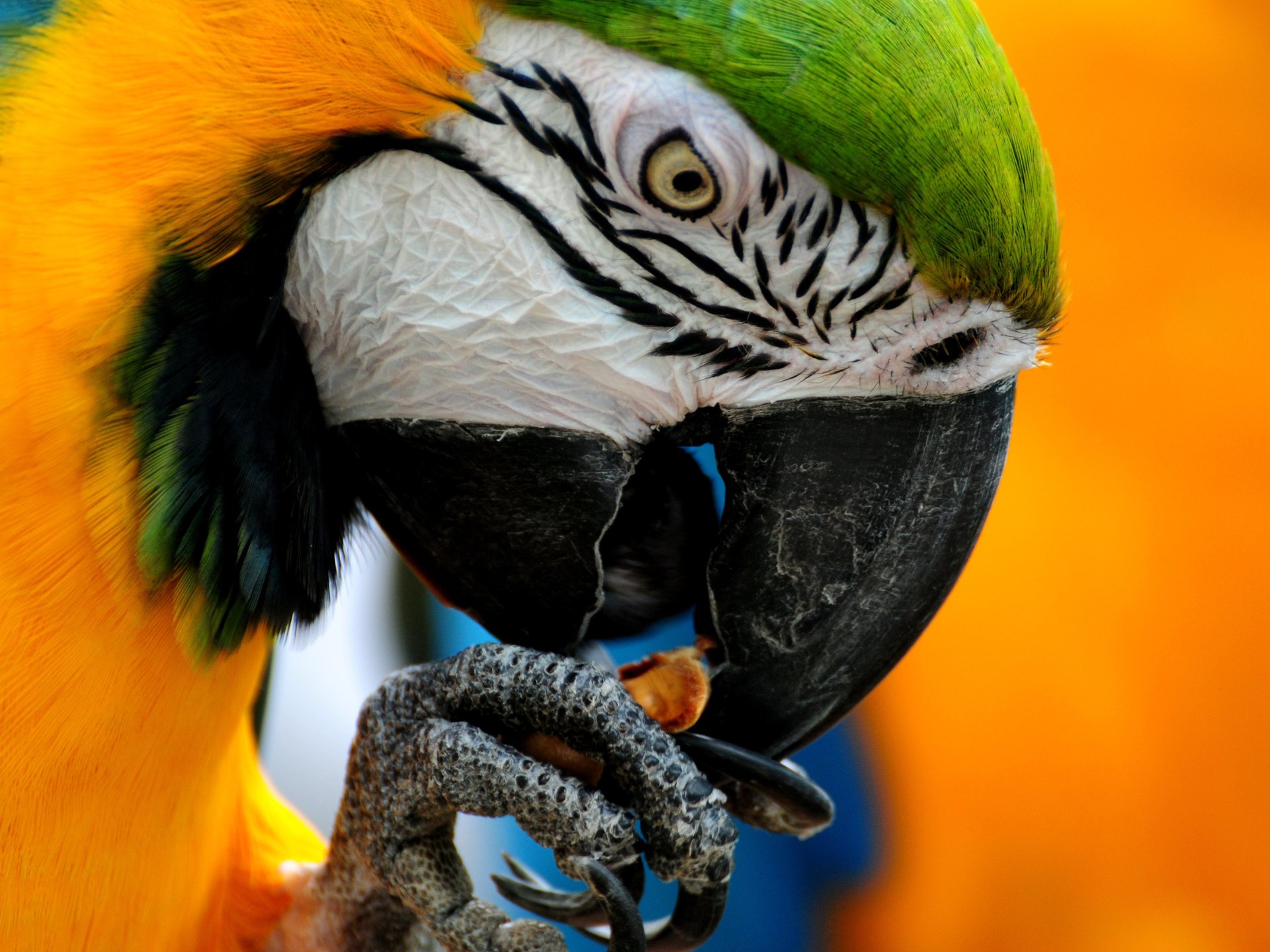 ppopugai pájaro colores