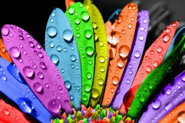 Pétalos de flores multicolores con gotas de agua de cerca