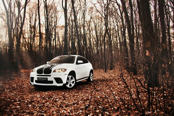 El SUV blanco de BMW se encuentra en el fondo del bosque de otoño