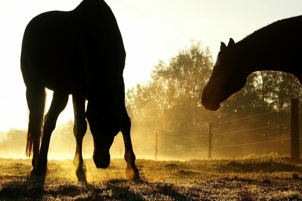 Caballos en la niebla al atardecer en el corral