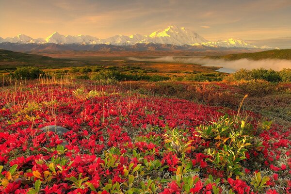 Flores en el fondo de hermosas montañas