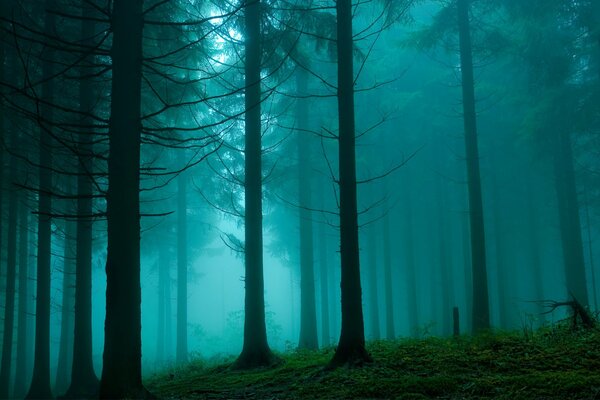 Neblina en el bosque de pinos. Naturaleza belleza