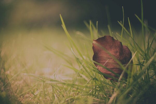Hoja caída macro tiro