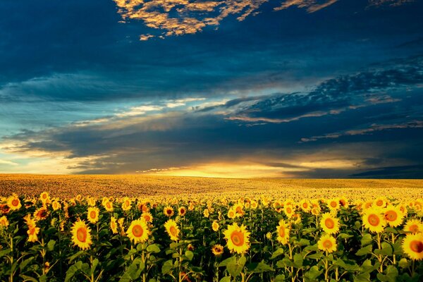 Hermosos girasoles, hermosa nube