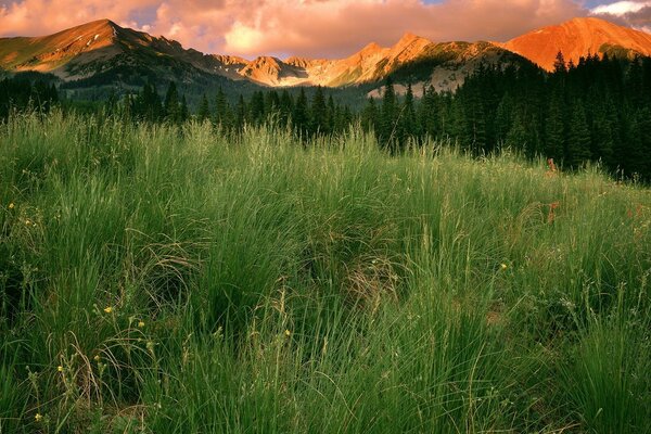 Hierba verde en el fondo de las montañas