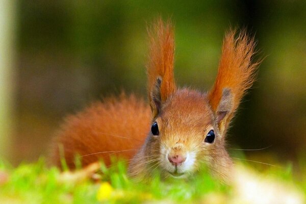 Ardilla pelirroja en la hierba