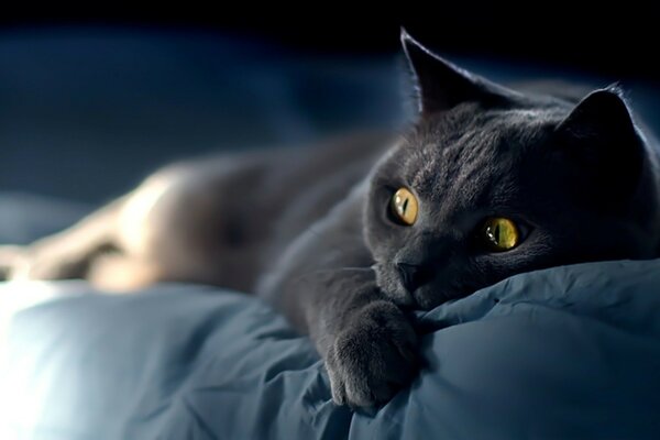 Gato de color ahumado acostado en la cama