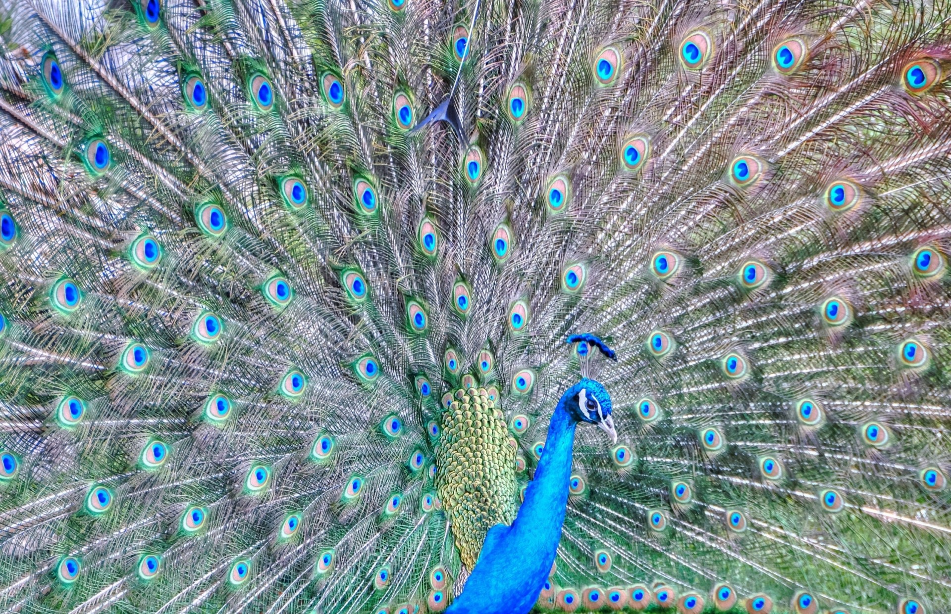 plumas pavo real cola