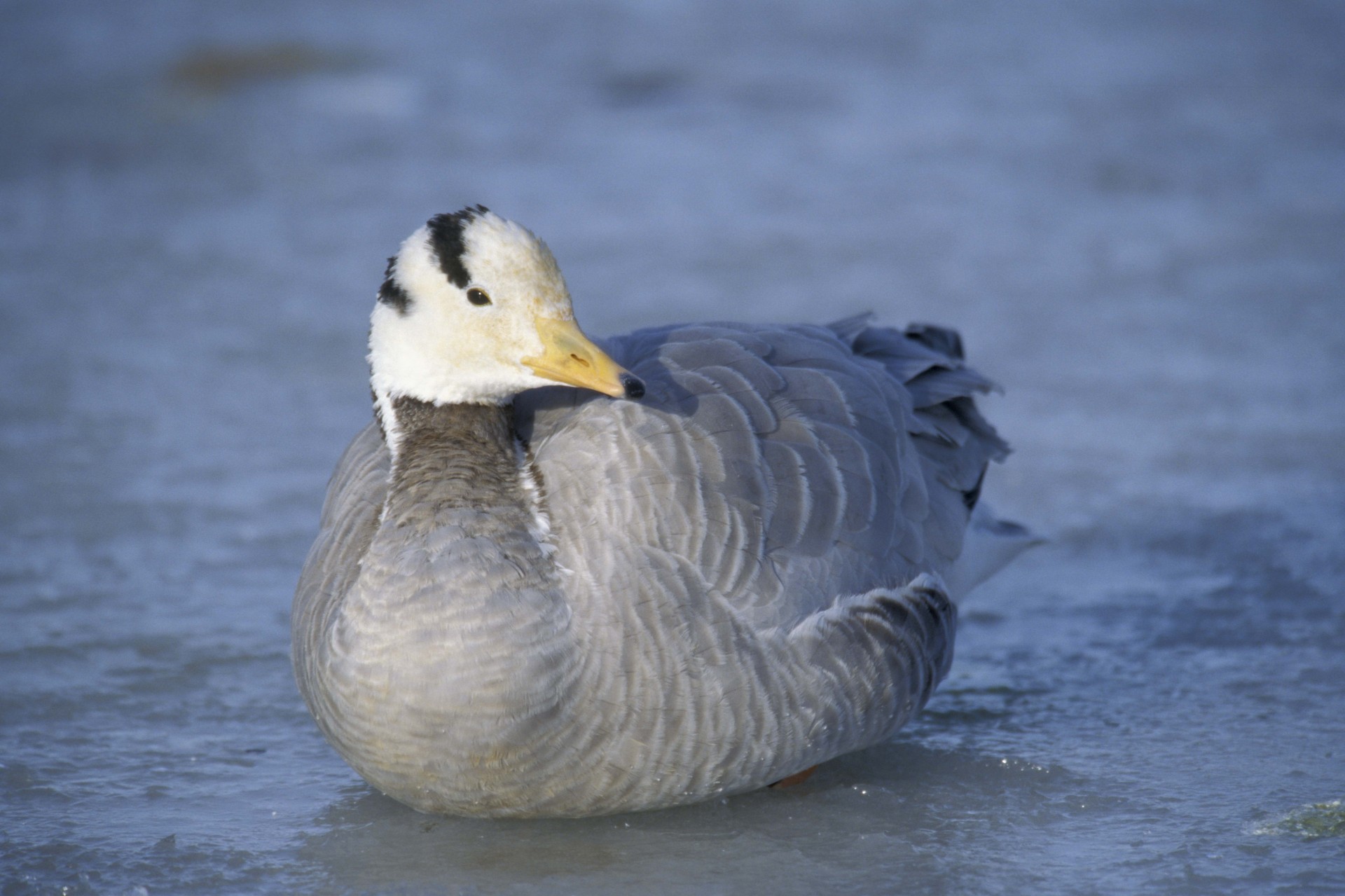 aves pato plumas invierno