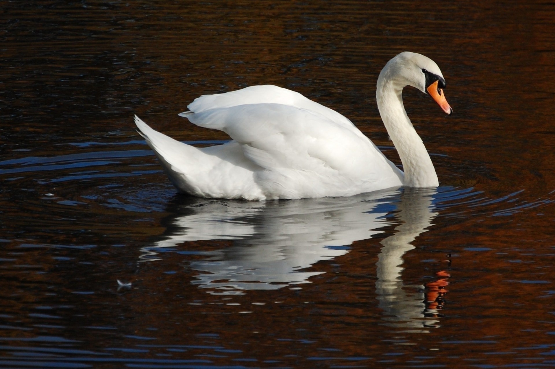 agua blanco cisne