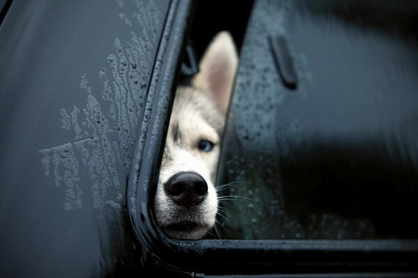 Perro se asomó por la ventana del coche