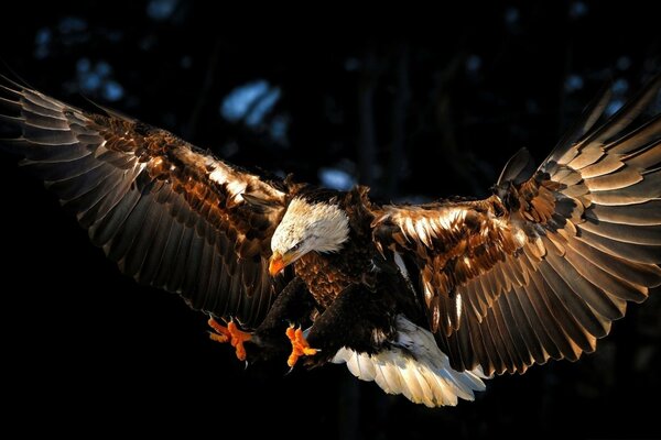 Caza en vuelo enorme halcón