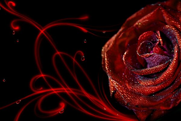 Rosa roja sobre fondo negro