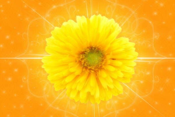 Flor amarilla sobre fondo naranja