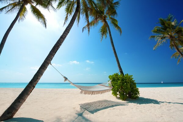 Playa soleada de verano con palmeras
