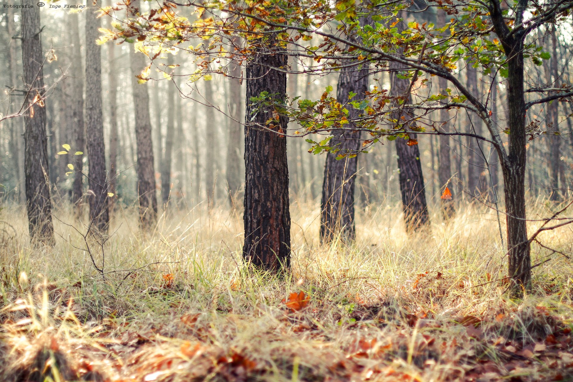 bosque hierba hojas árboles otoño