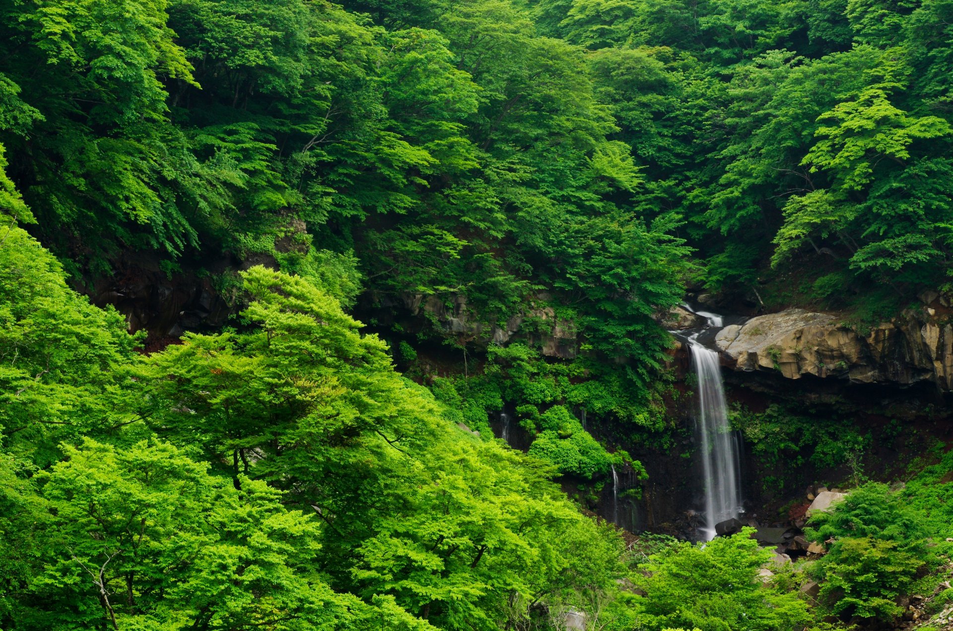 bosque árboles matorrales cascada rocas piedras