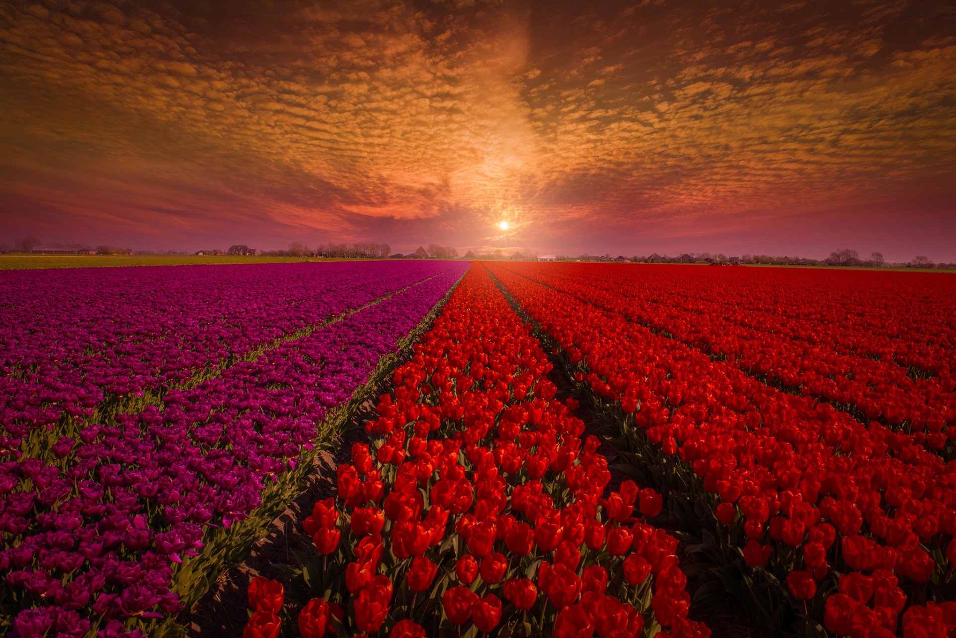 holanda campo tulipanes flores capullos rojos cielo puesta de sol naturaleza