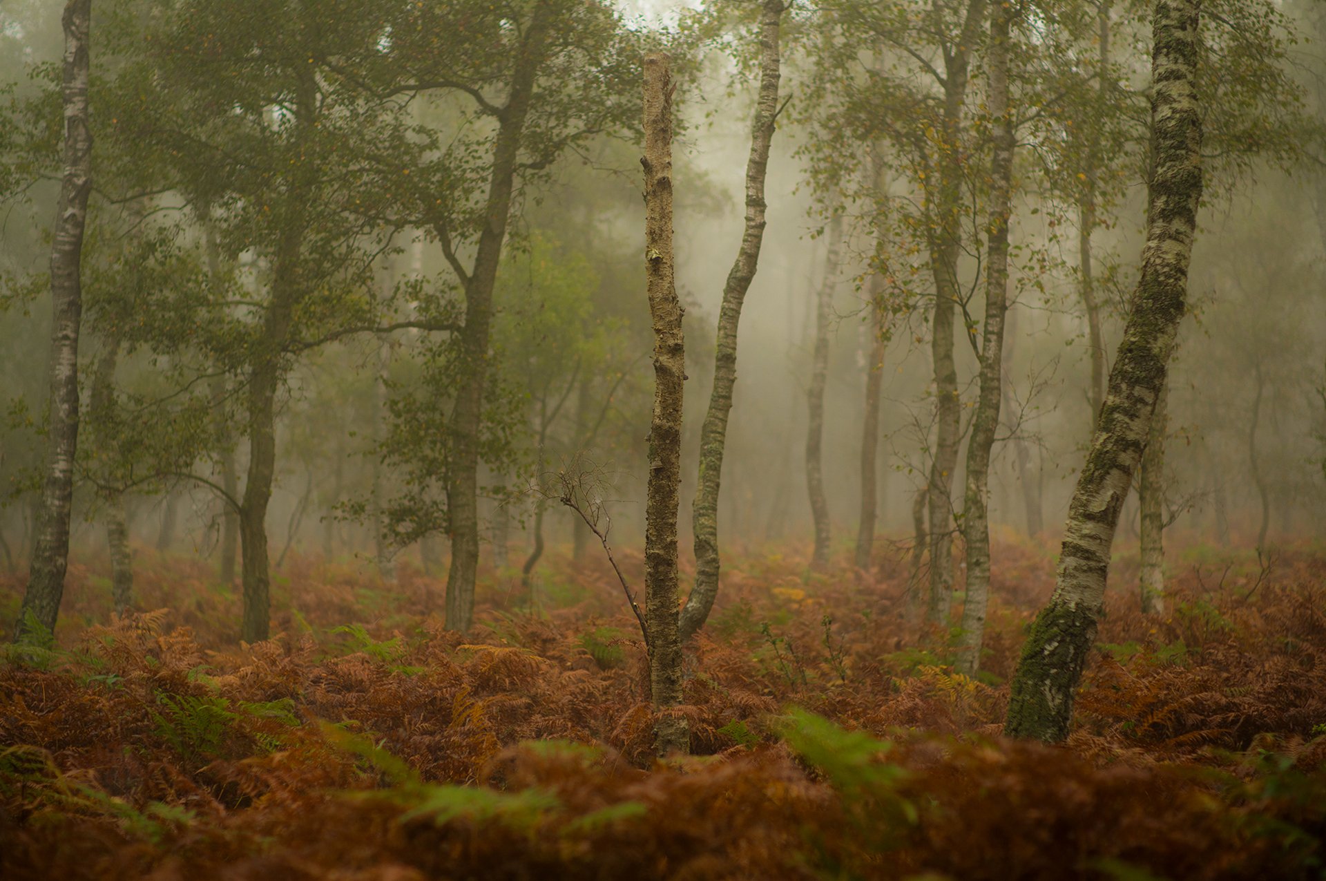 bosque árboles otoño niebla hierba