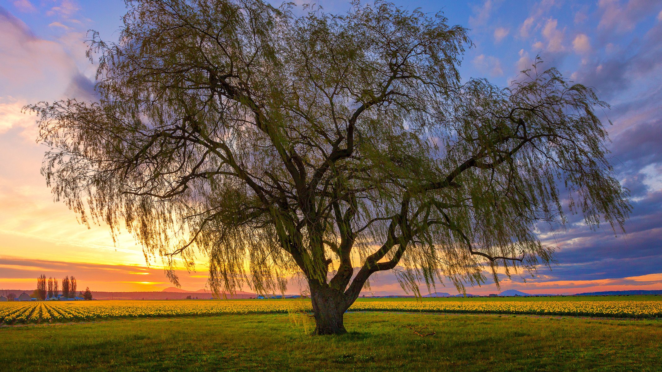 cielo nubes puesta de sol campo flores árbol paisaje
