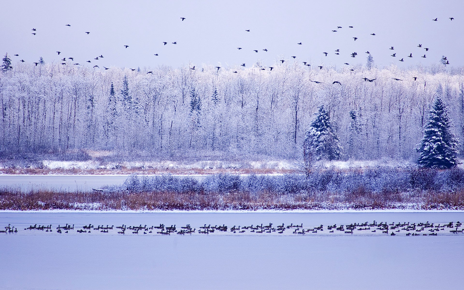 parque nacional de la isla de los alces alberta canadá cielo árboles invierno agua gansos nieve