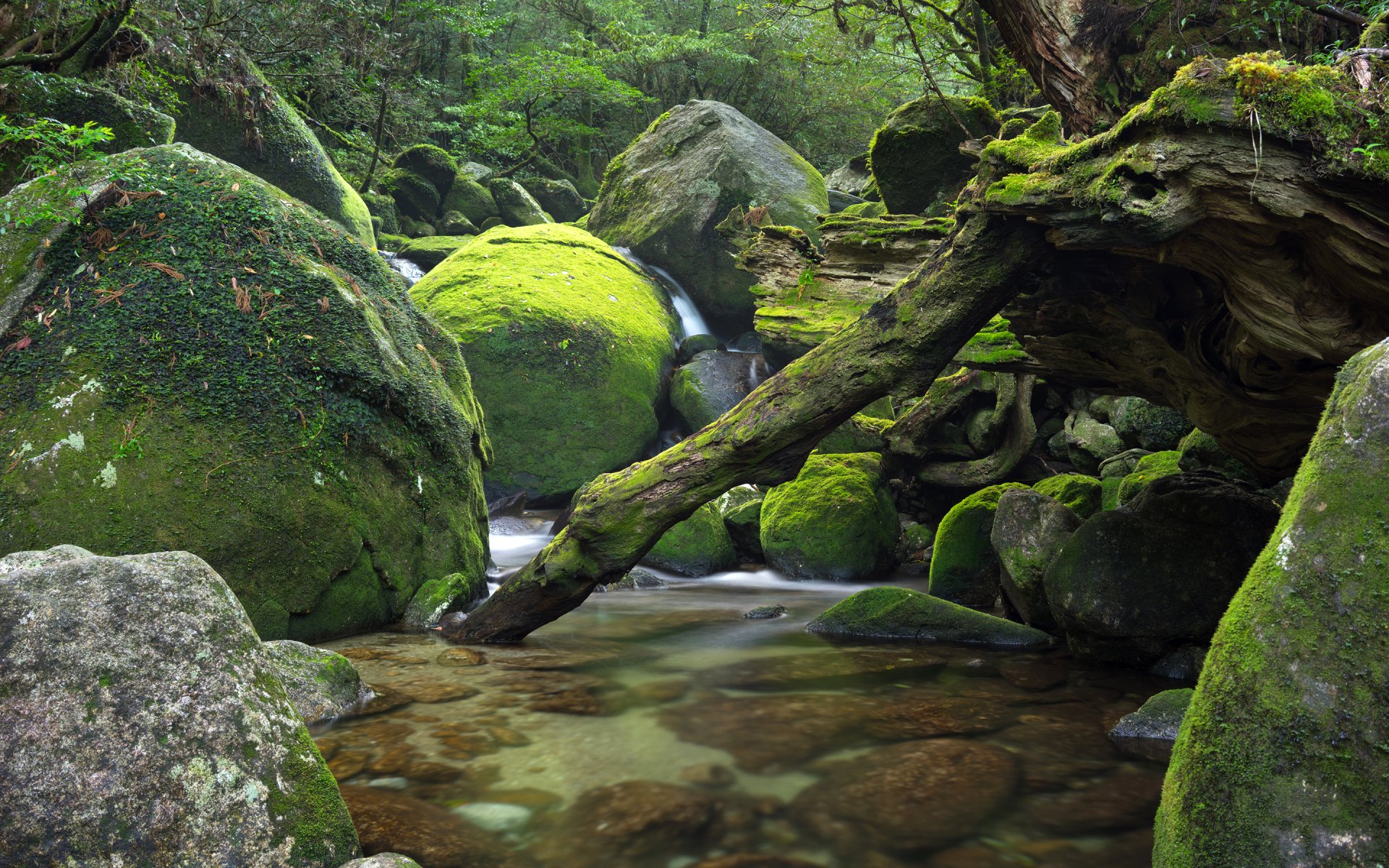 japón bosque árboles piedras río corriente