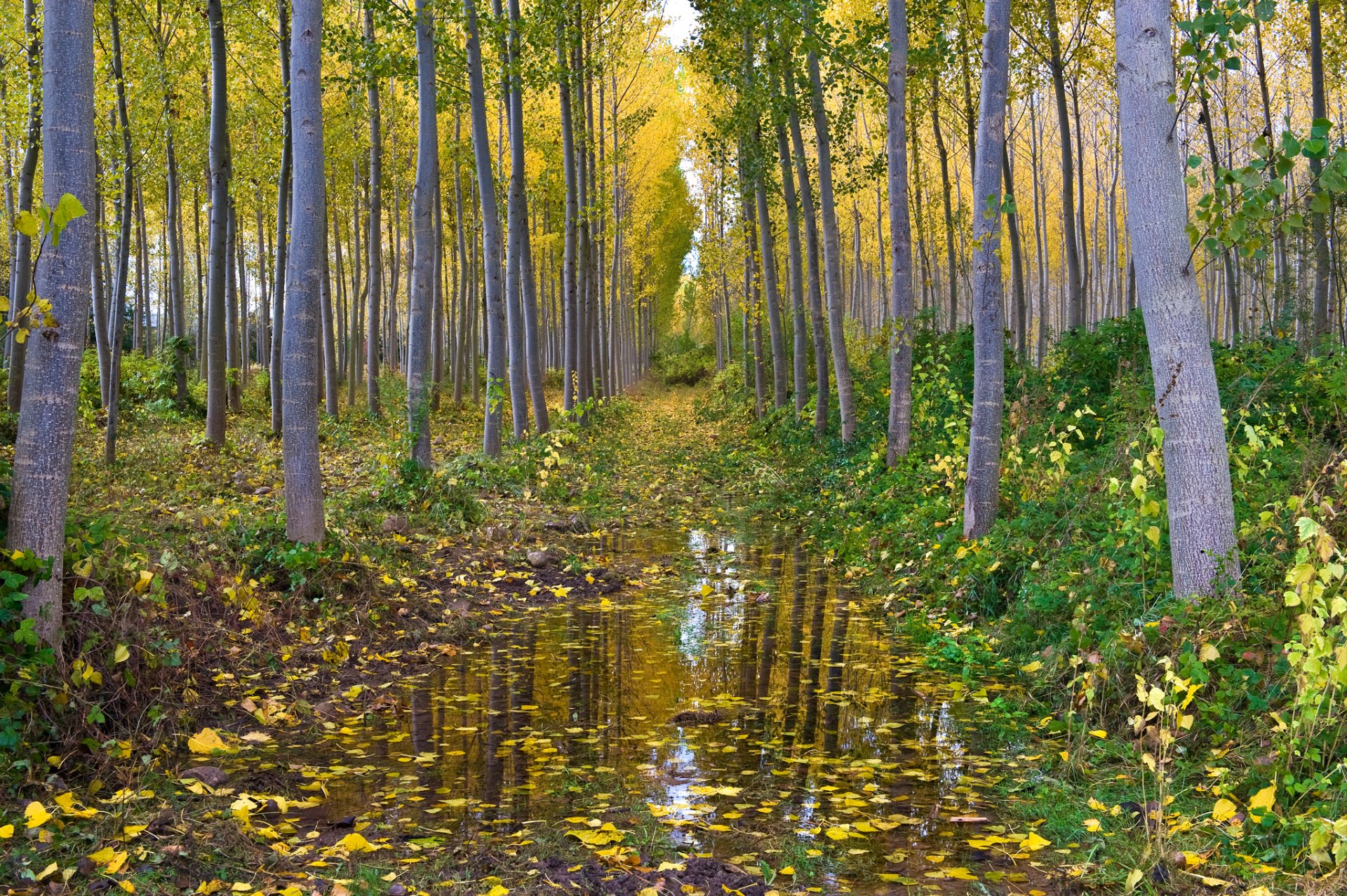 bosque arboleda álamo temblón agua otoño