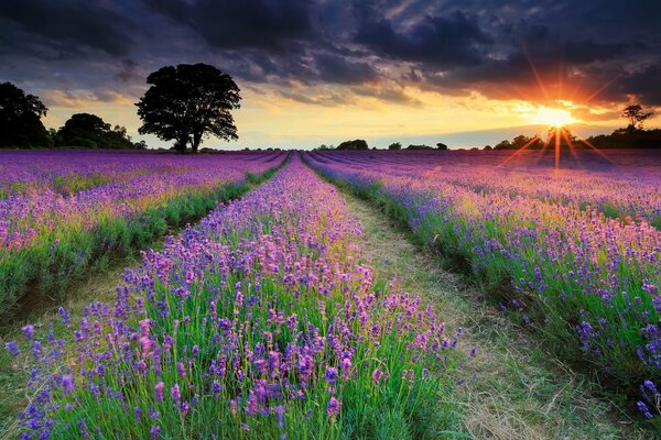 Campos de lavanda al atardecer