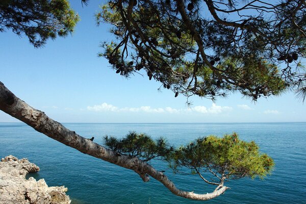 Una rama de pino se dobla sobre el mar