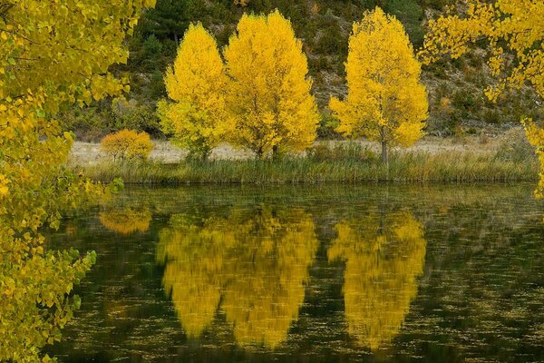 Reflejo de los árboles de otoño en el lago