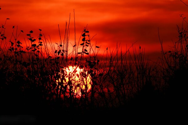 Sangrienta puesta de sol entre el campo