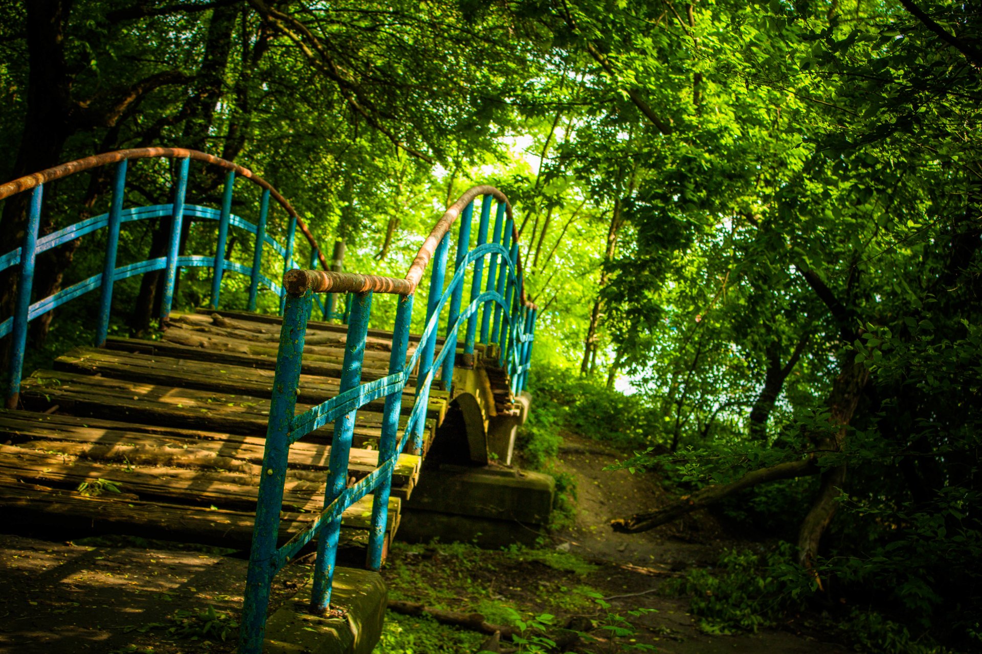 puente naturaleza bosque