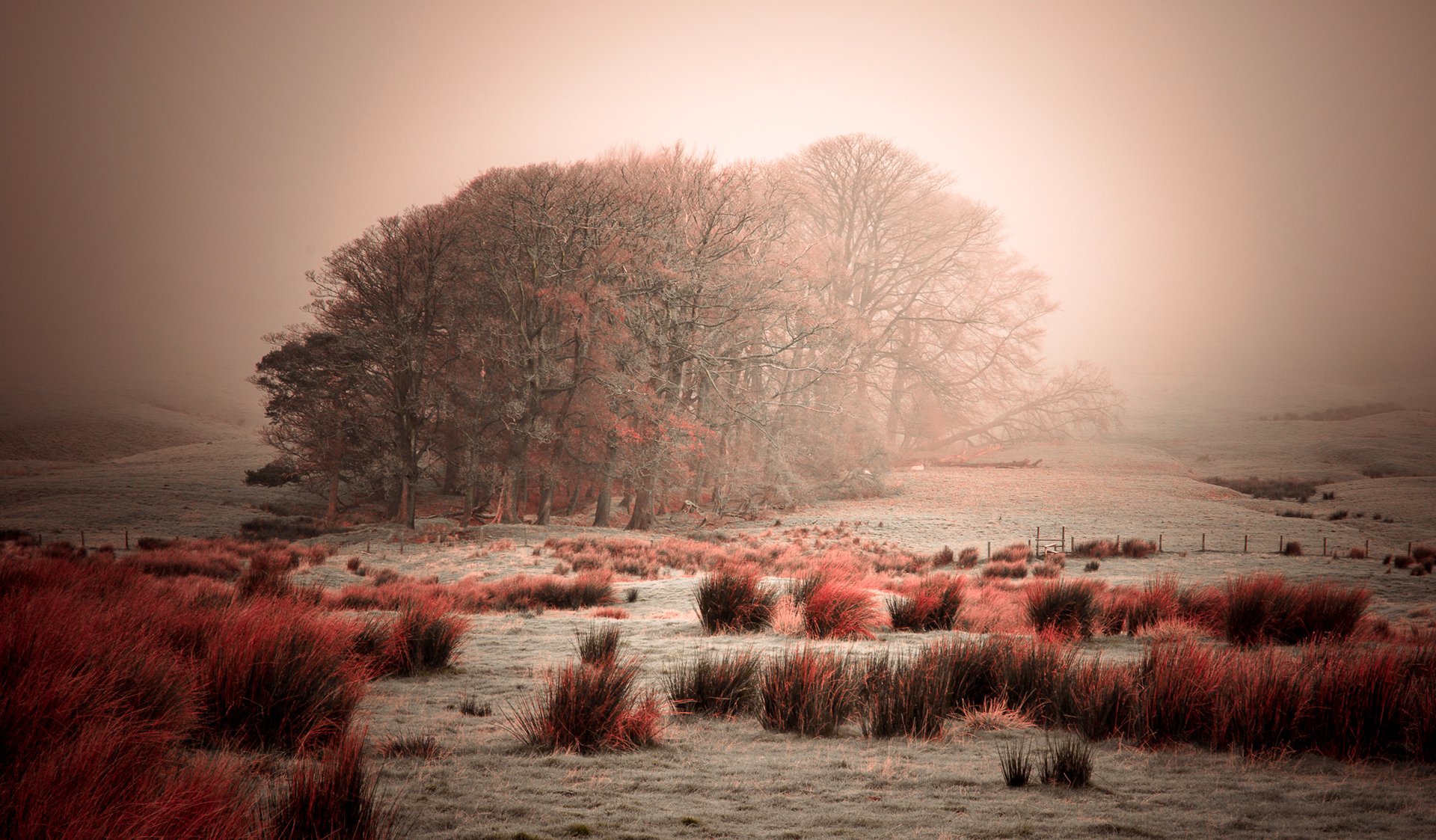 cielo niebla árboles escarcha hierba arbustos