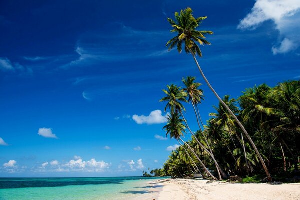 Fotografía de palmeras, mar, playa y cielo azul