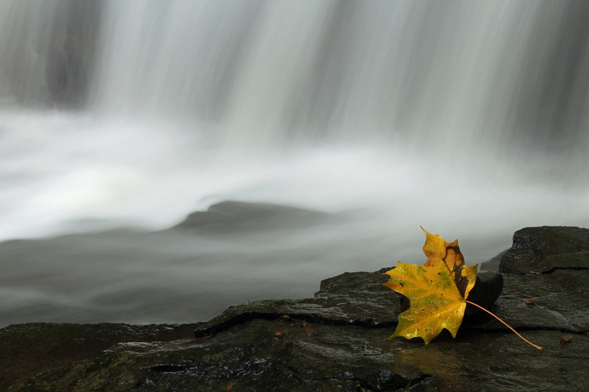 hoja agua naturaleza