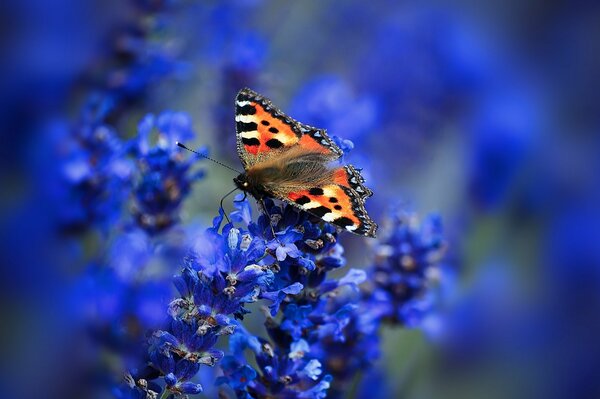 Mariposa inflorescencia urticaria polilla
