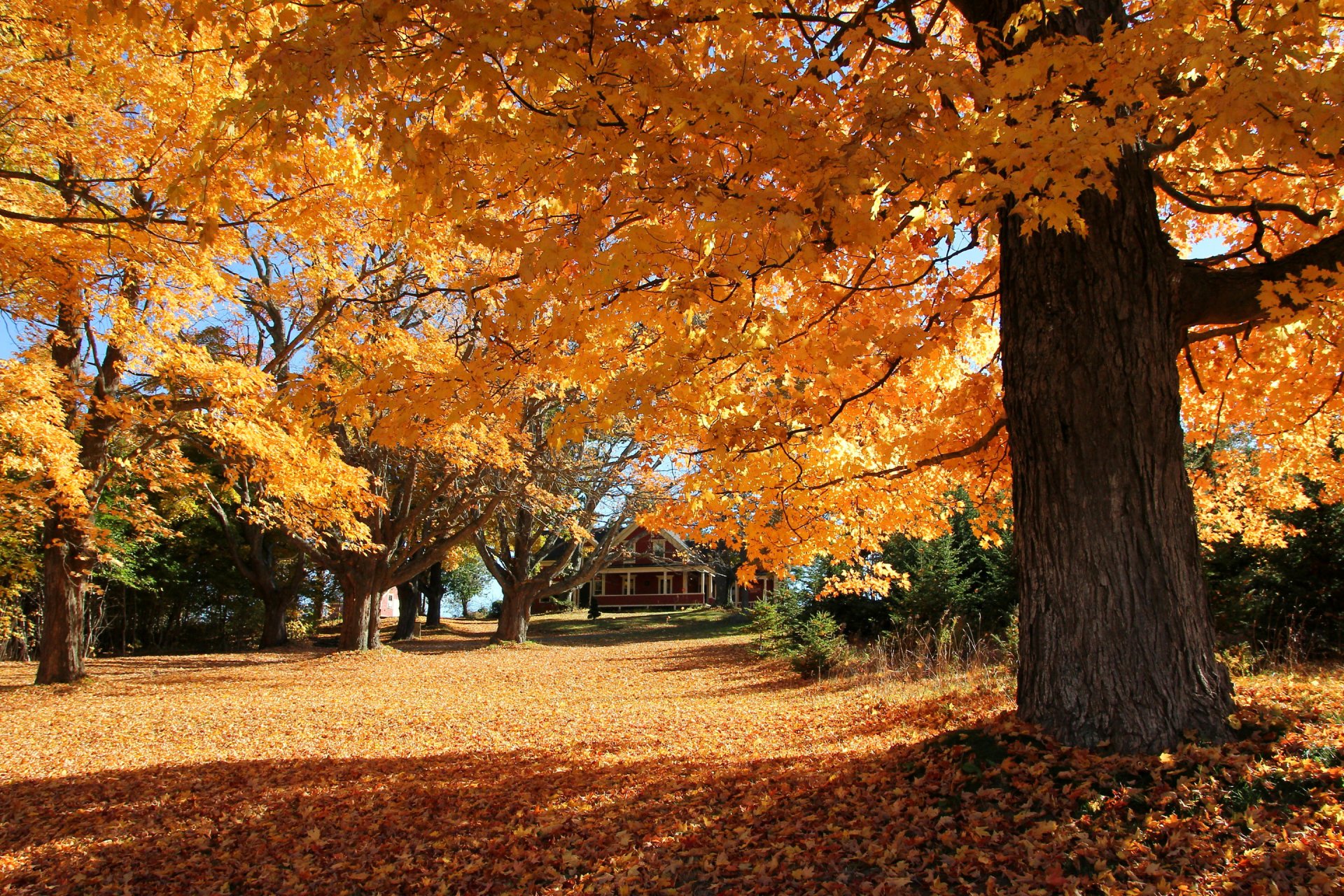 patio pendiente casa árboles hojas otoño