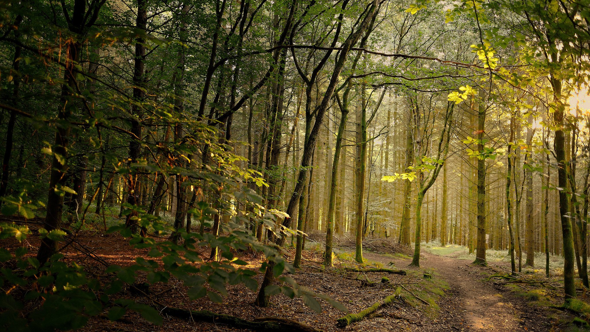 bosque camino luz del sol