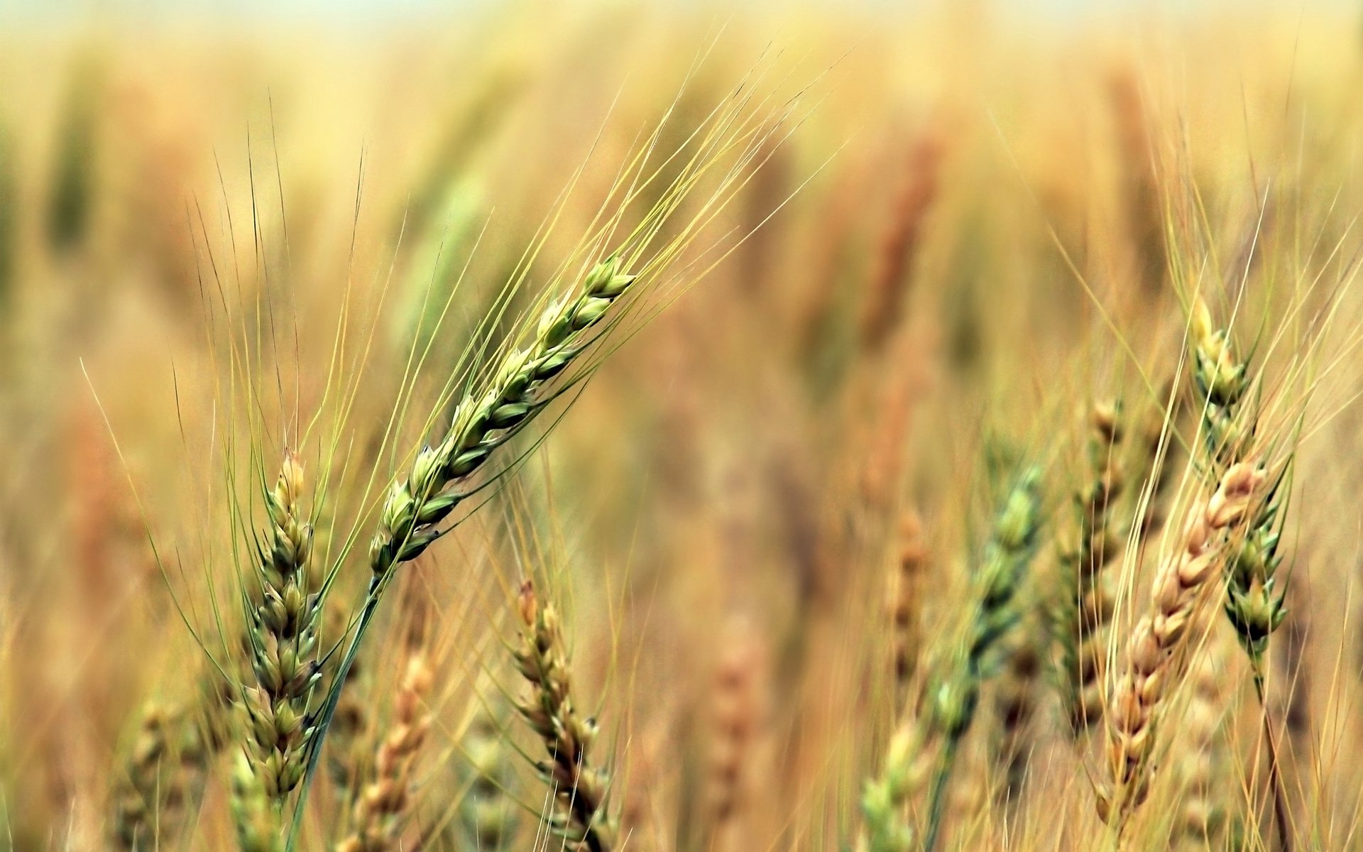 espigas centeno cereales campo cosecha
