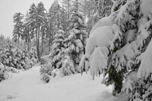 Bosque de invierno . Comer con nieve