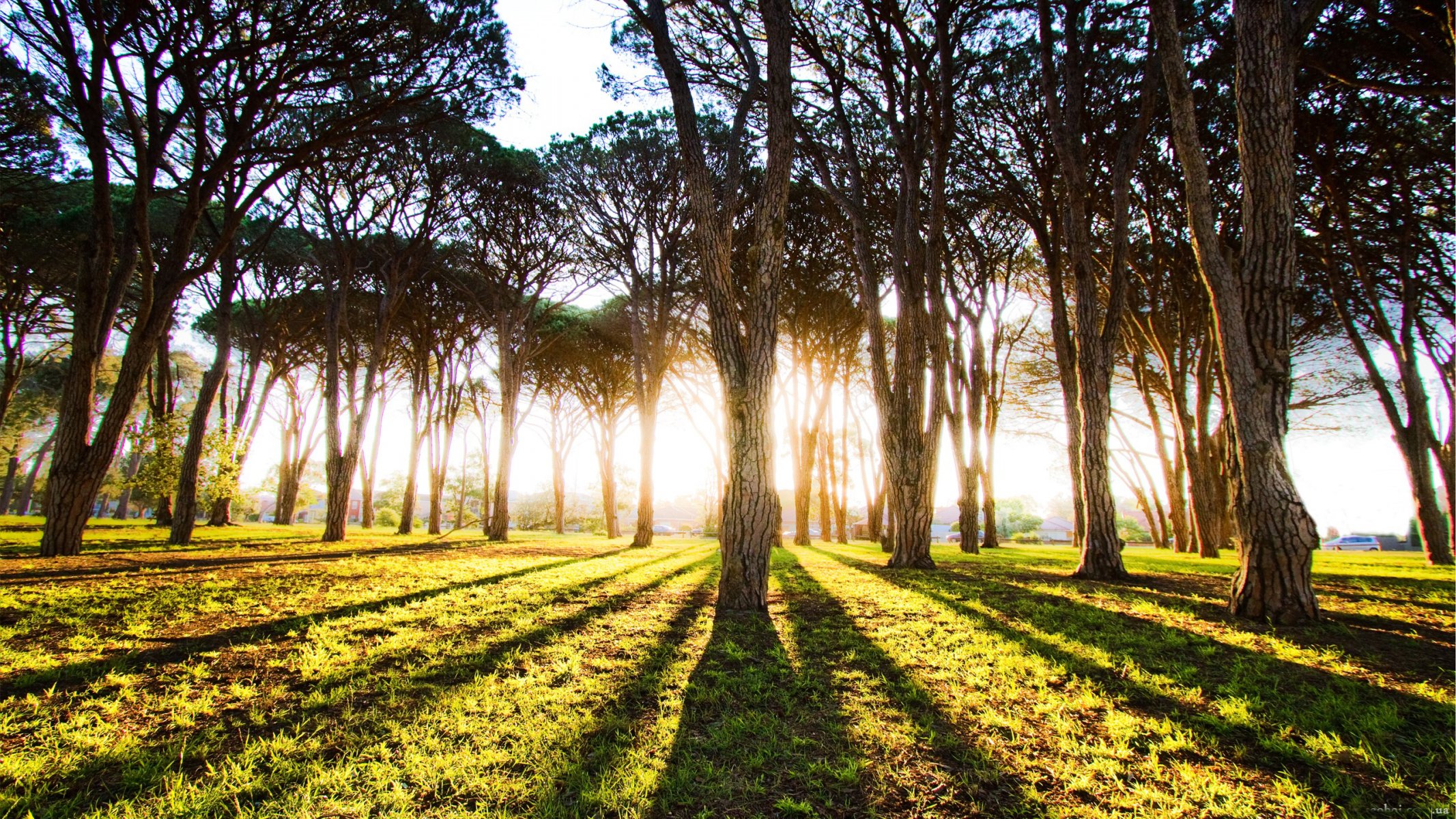 bosque árboles troncos luz sol rayos mañana amanecer