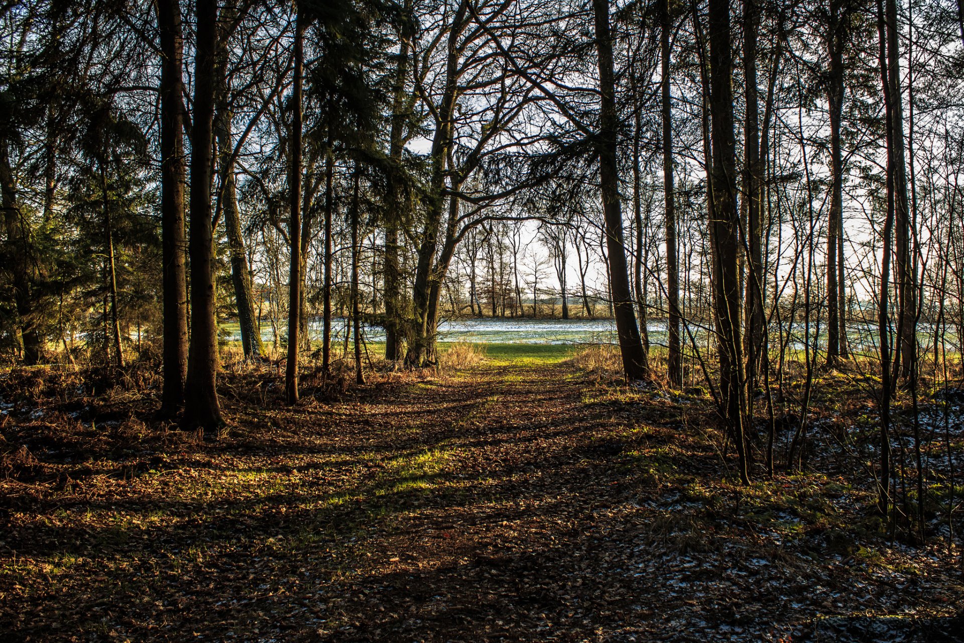bosque parque árboles escarcha