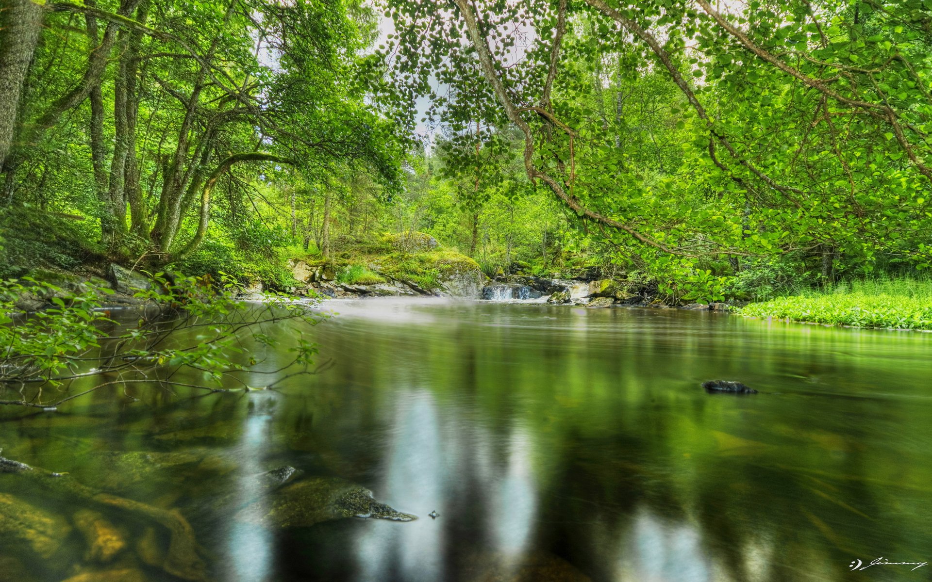 bosque estanque árboles follaje
